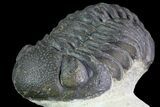 Bumpy, Morocops Trilobite - Foum Zguid, Morocco #68666-1